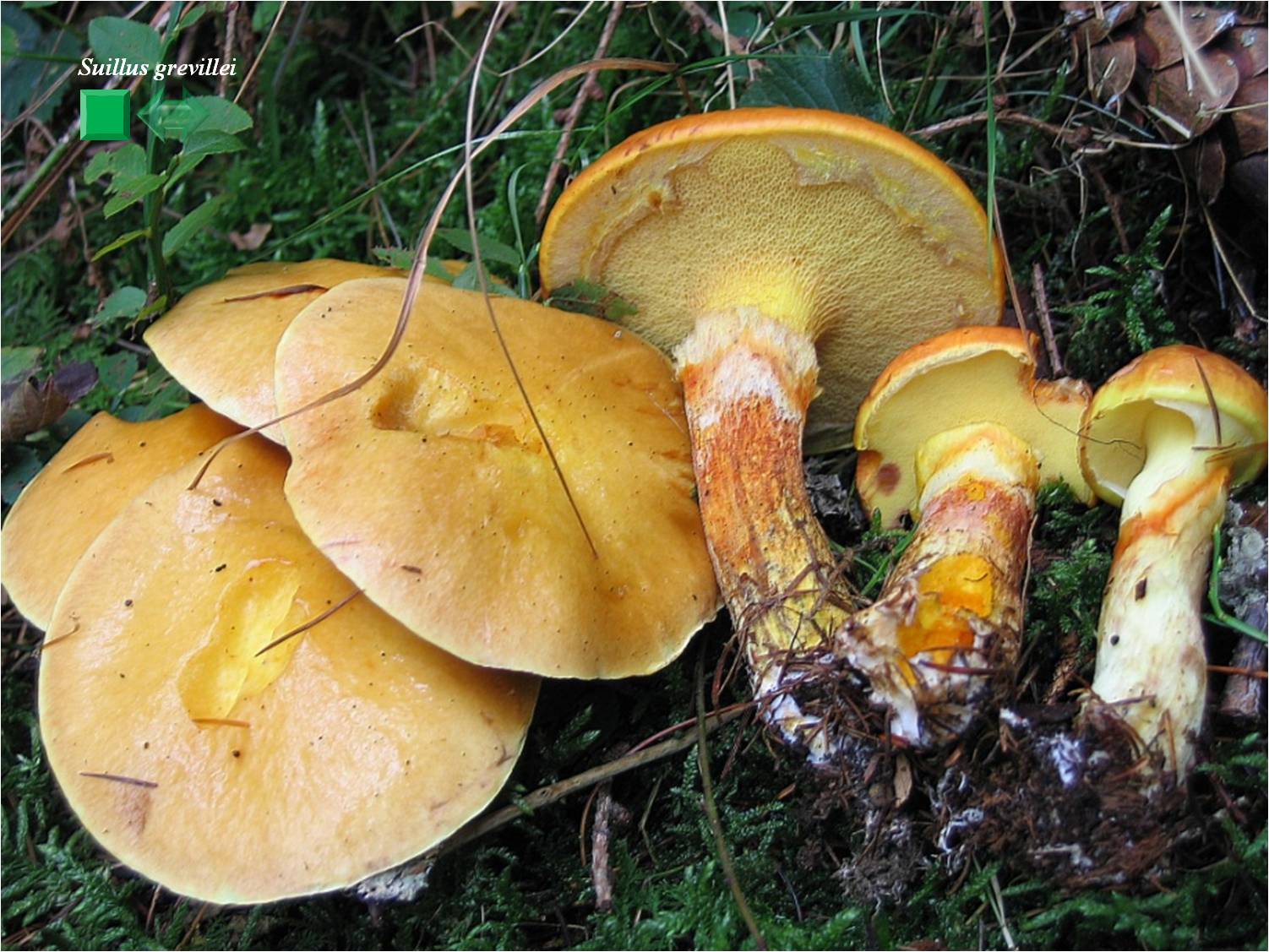 Suillus grevillei