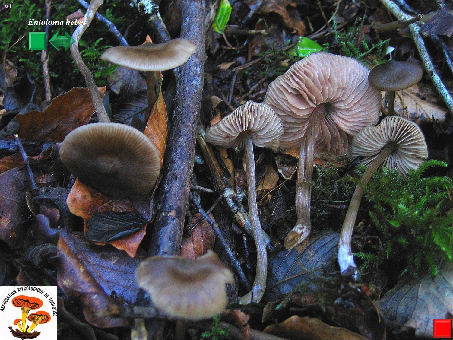 Entoloma hebes