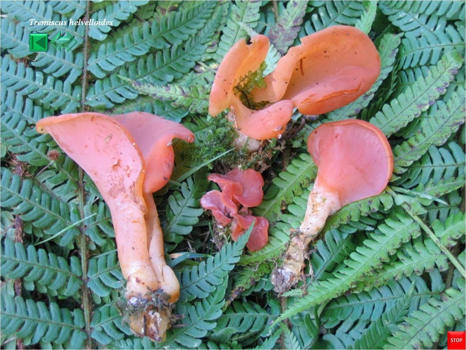 Tremiscus helvelloides