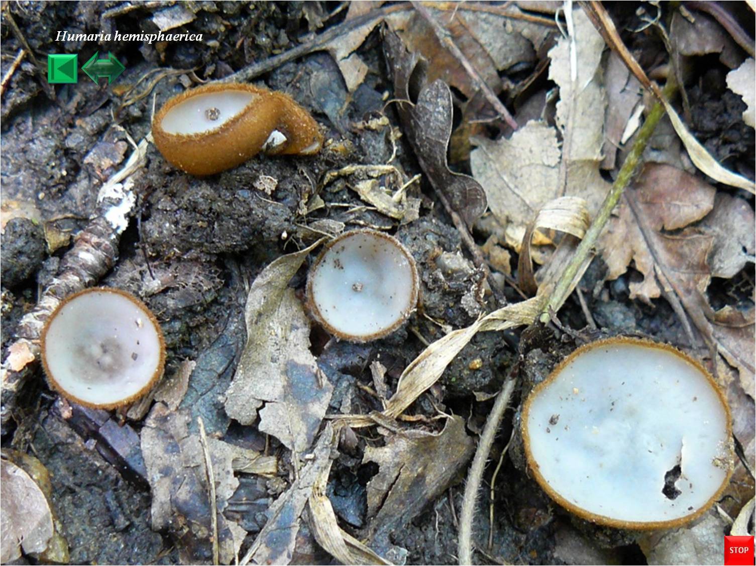 Humaria hemisphaerica
