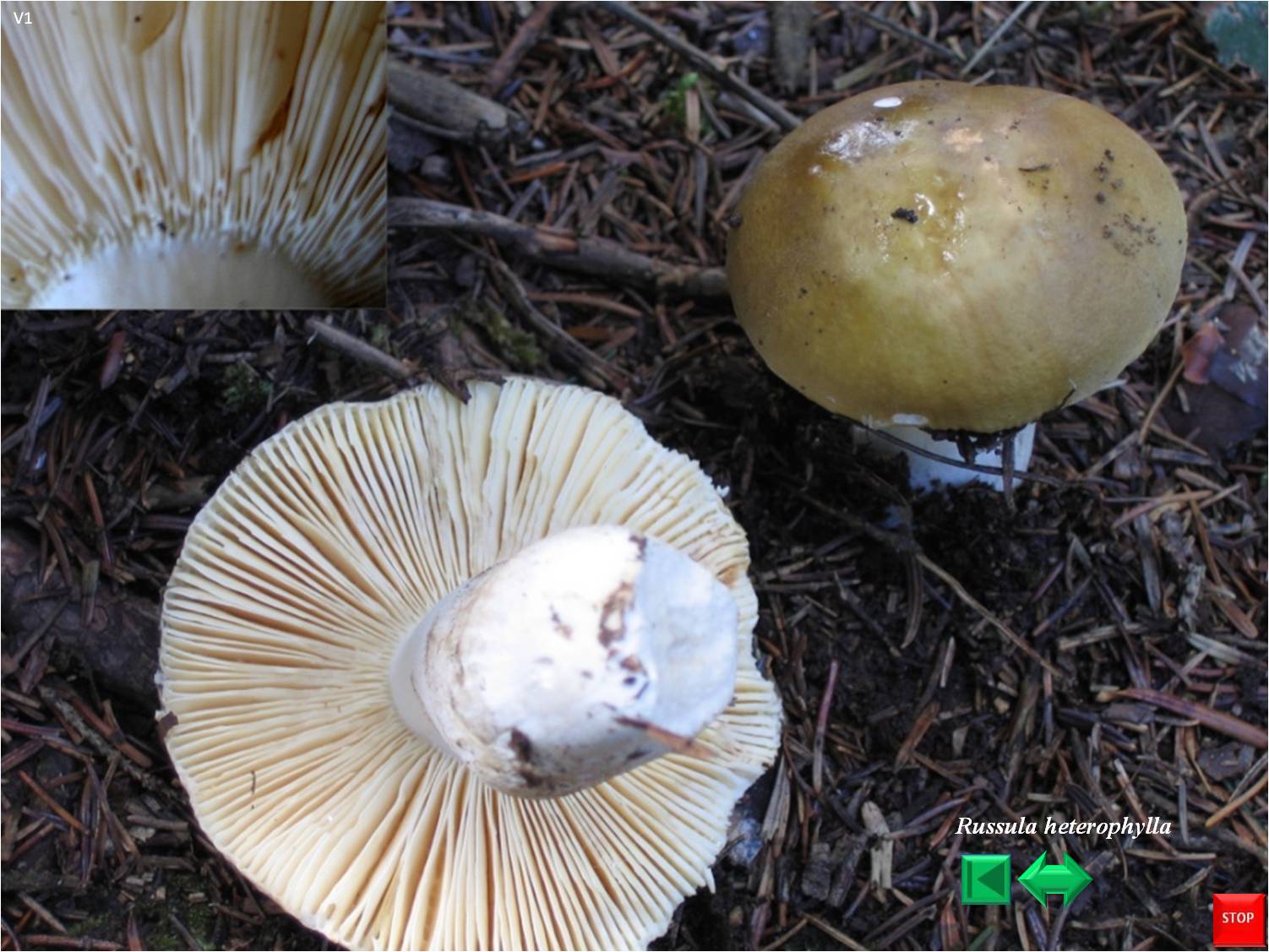 Russula heterophylla