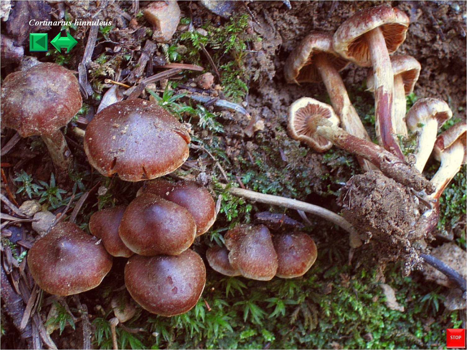 Cortinarius hinnuleus