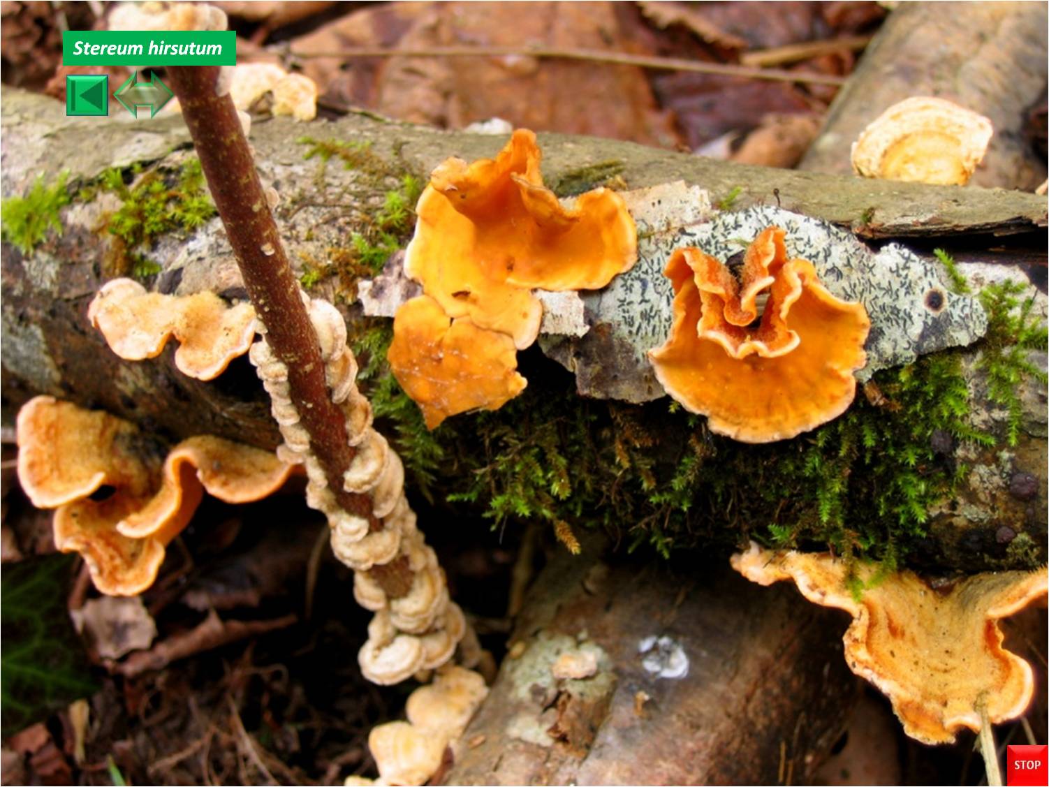Stereum hirsutum
