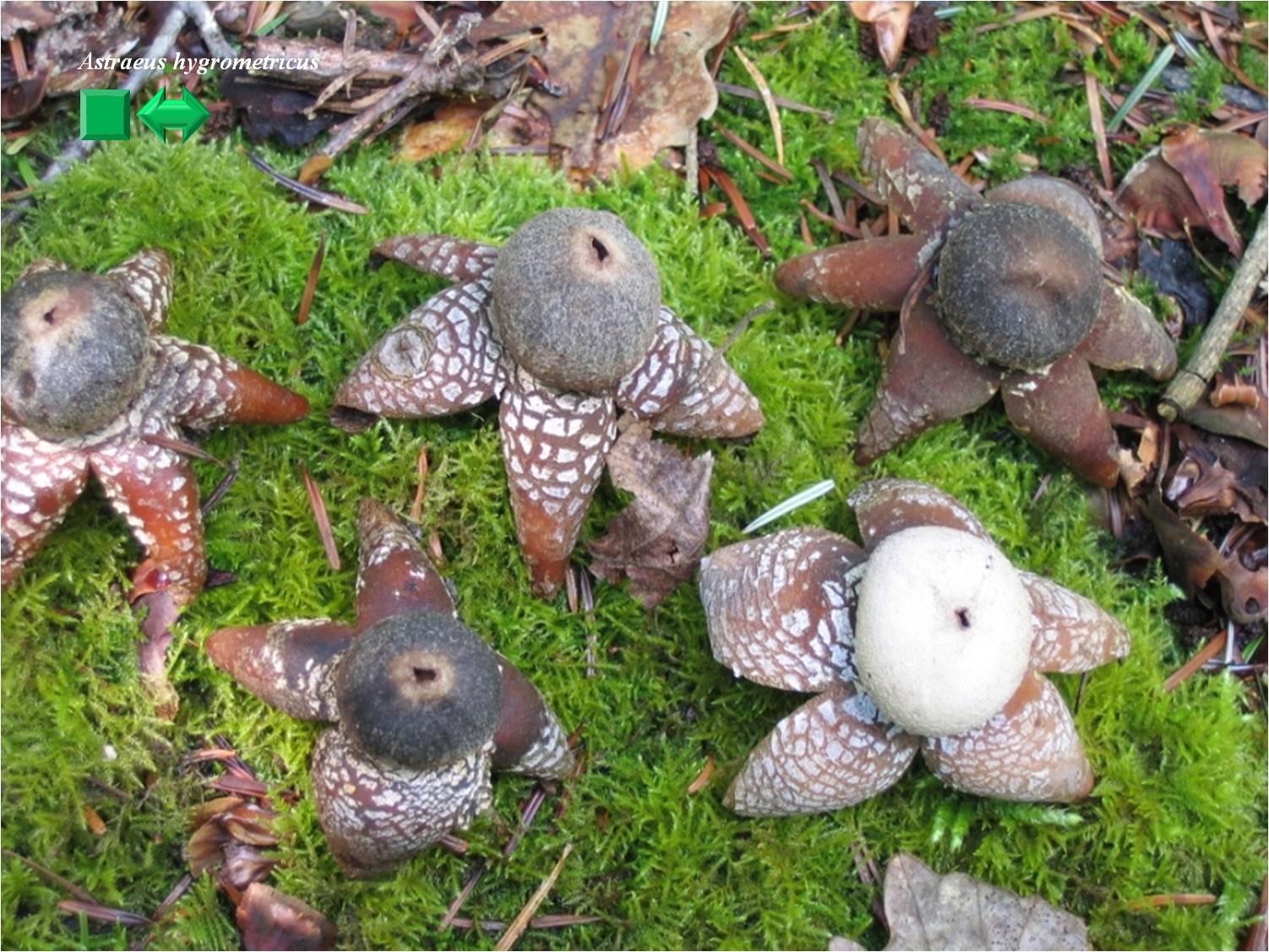 Astreaus hygrometricus