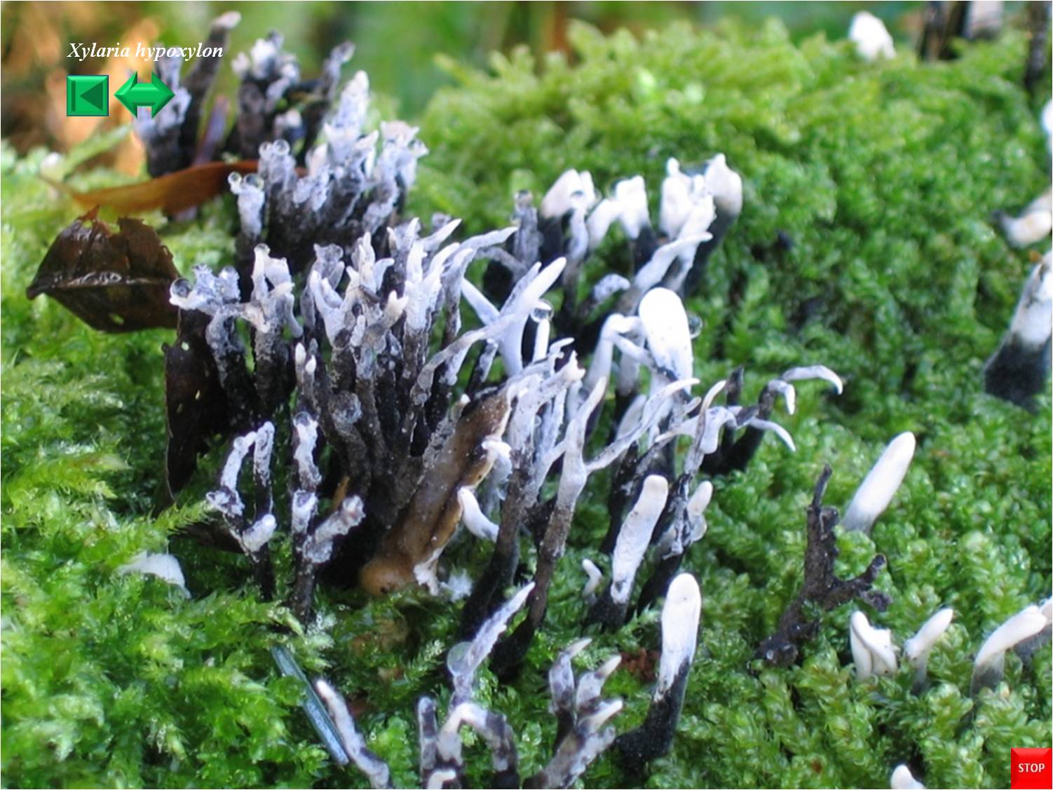 Xylaria hypoxylon