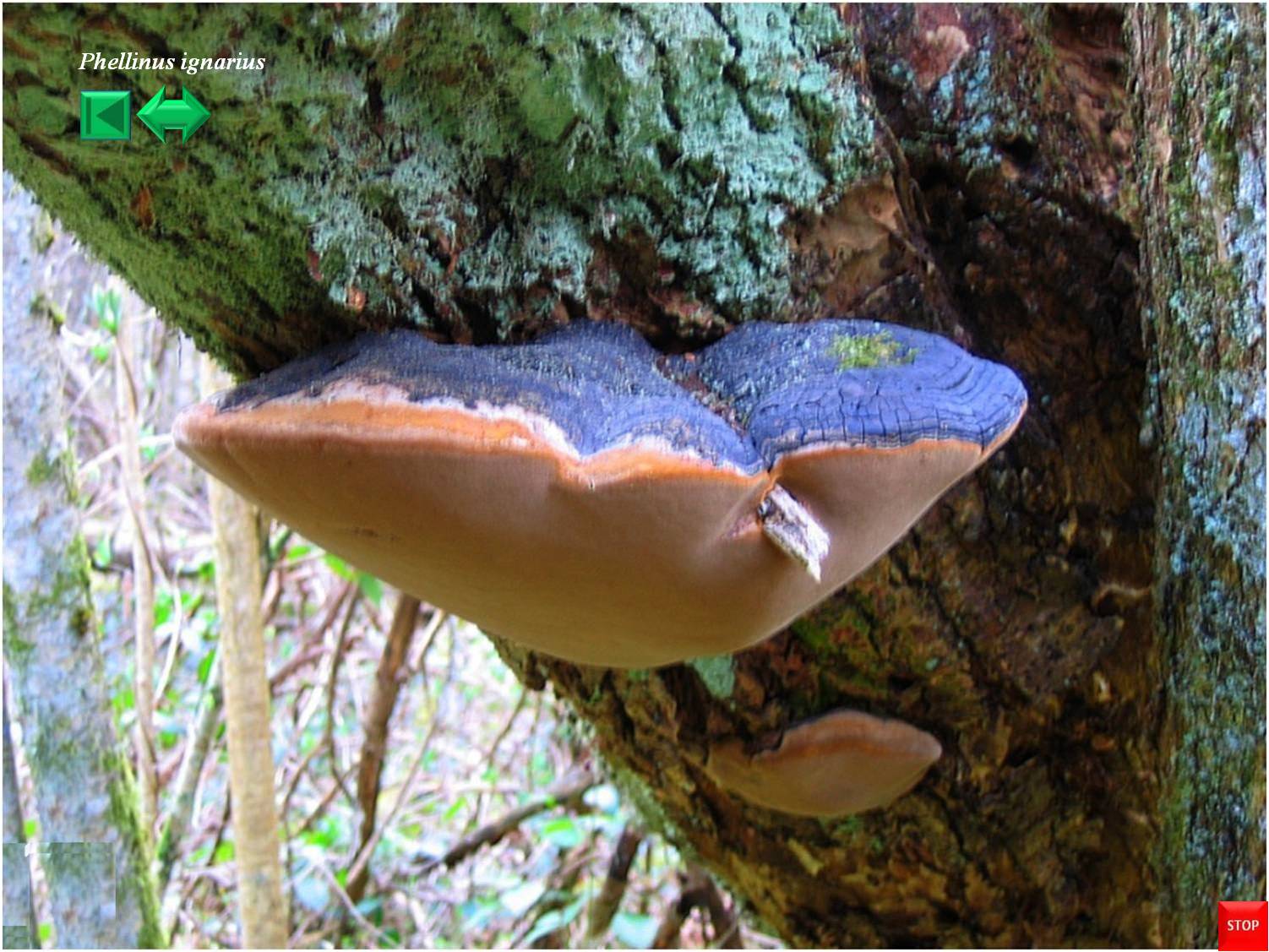 Phellinus igniarius