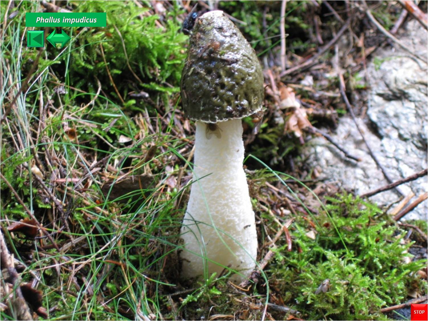 Mutinus caninus
