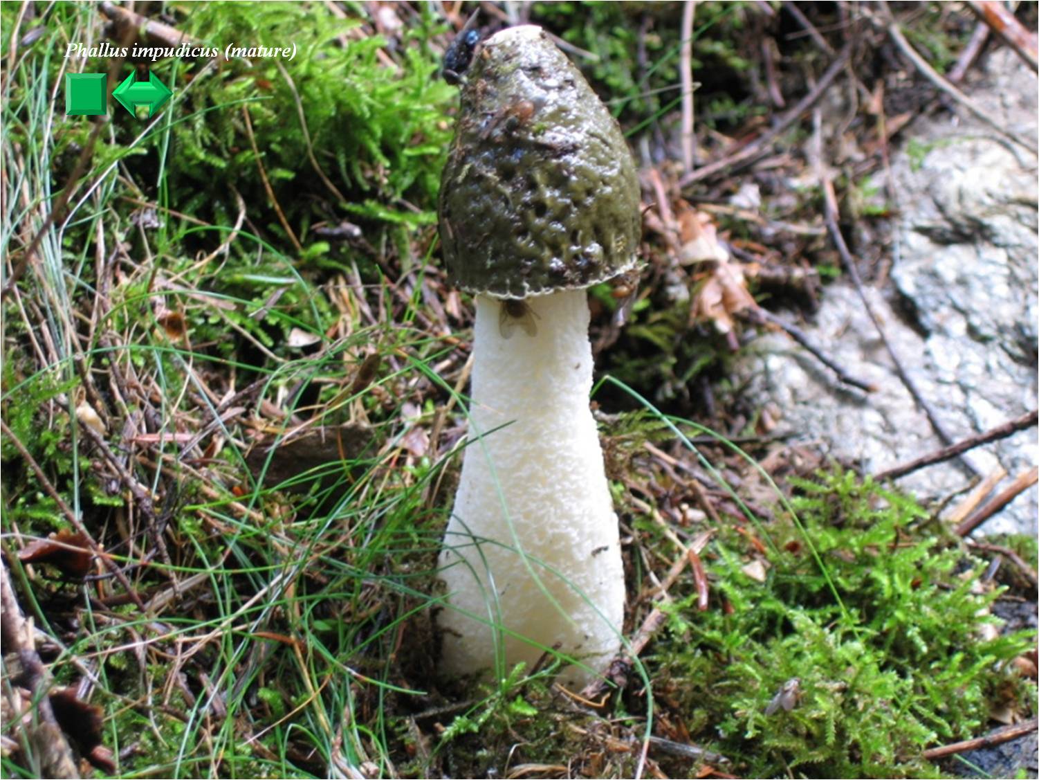 Phallus impudicus