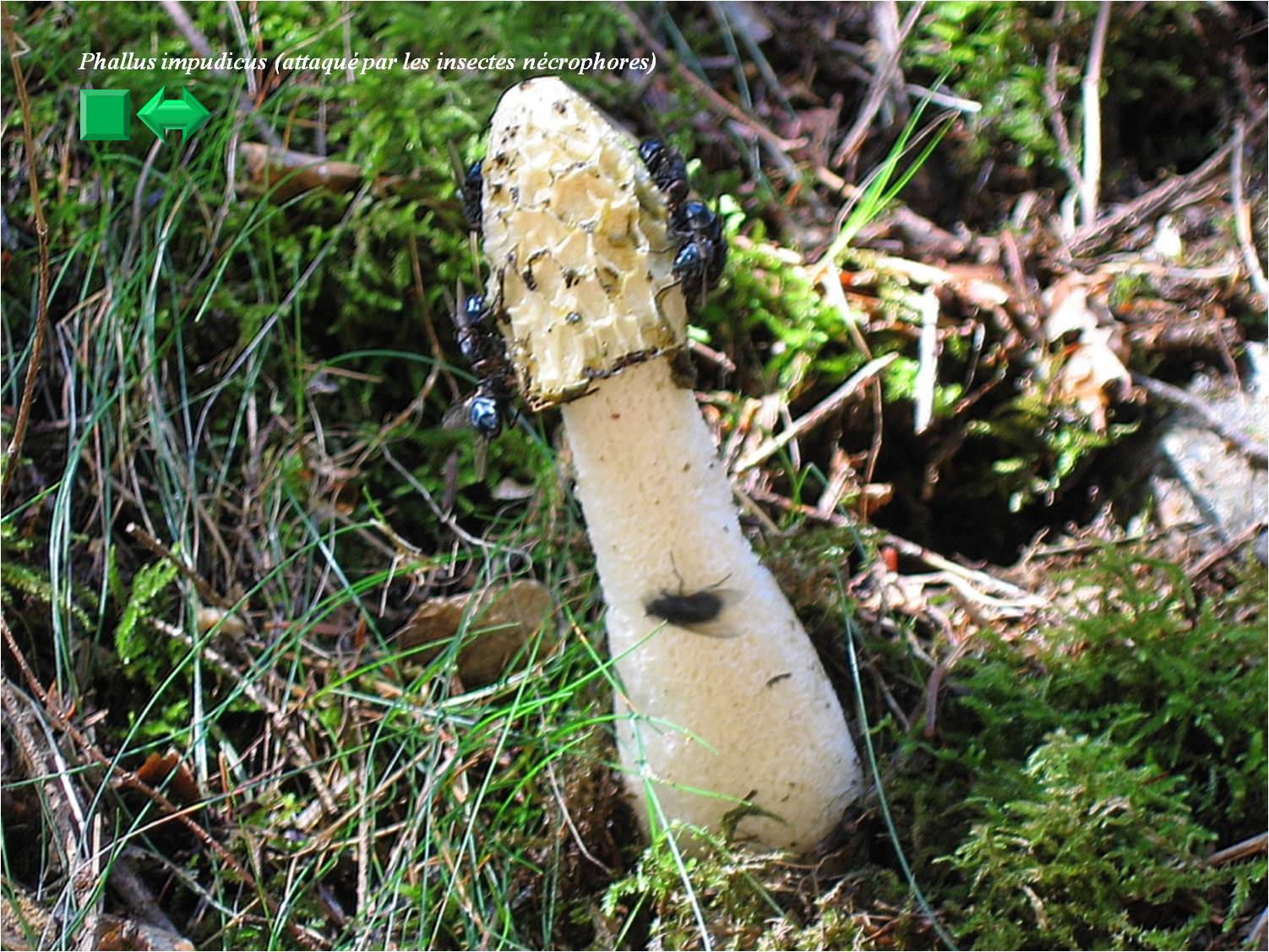 Phallus impudicus