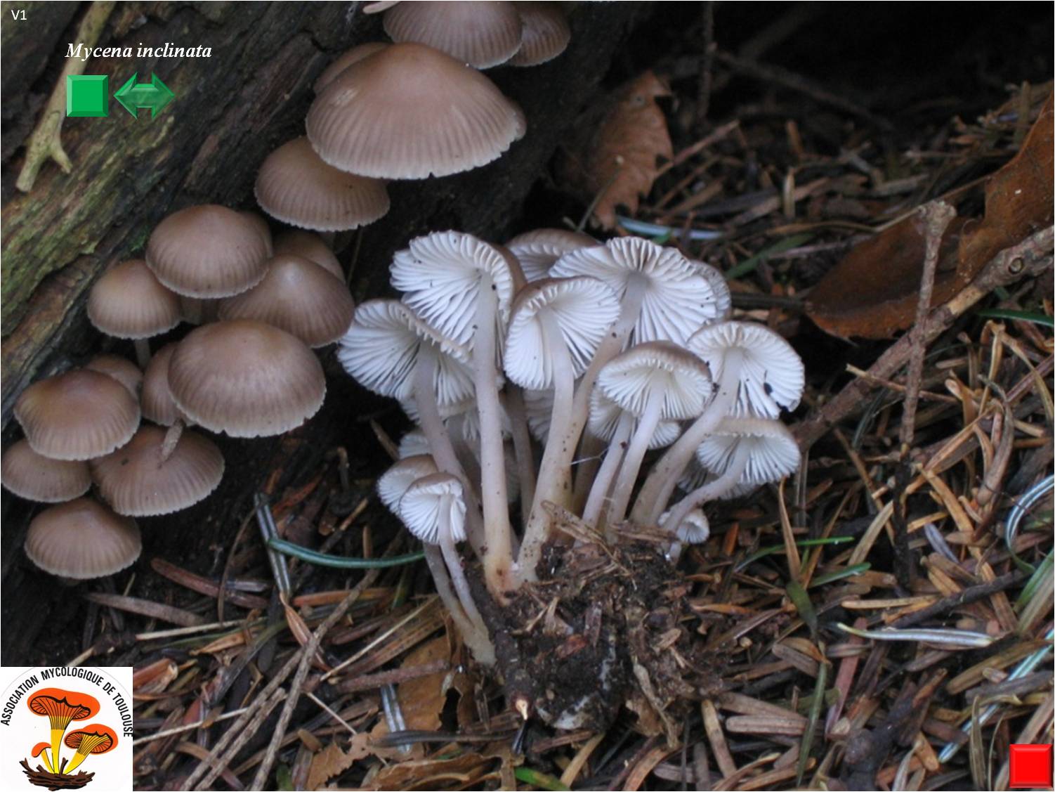 Mycena inclinata