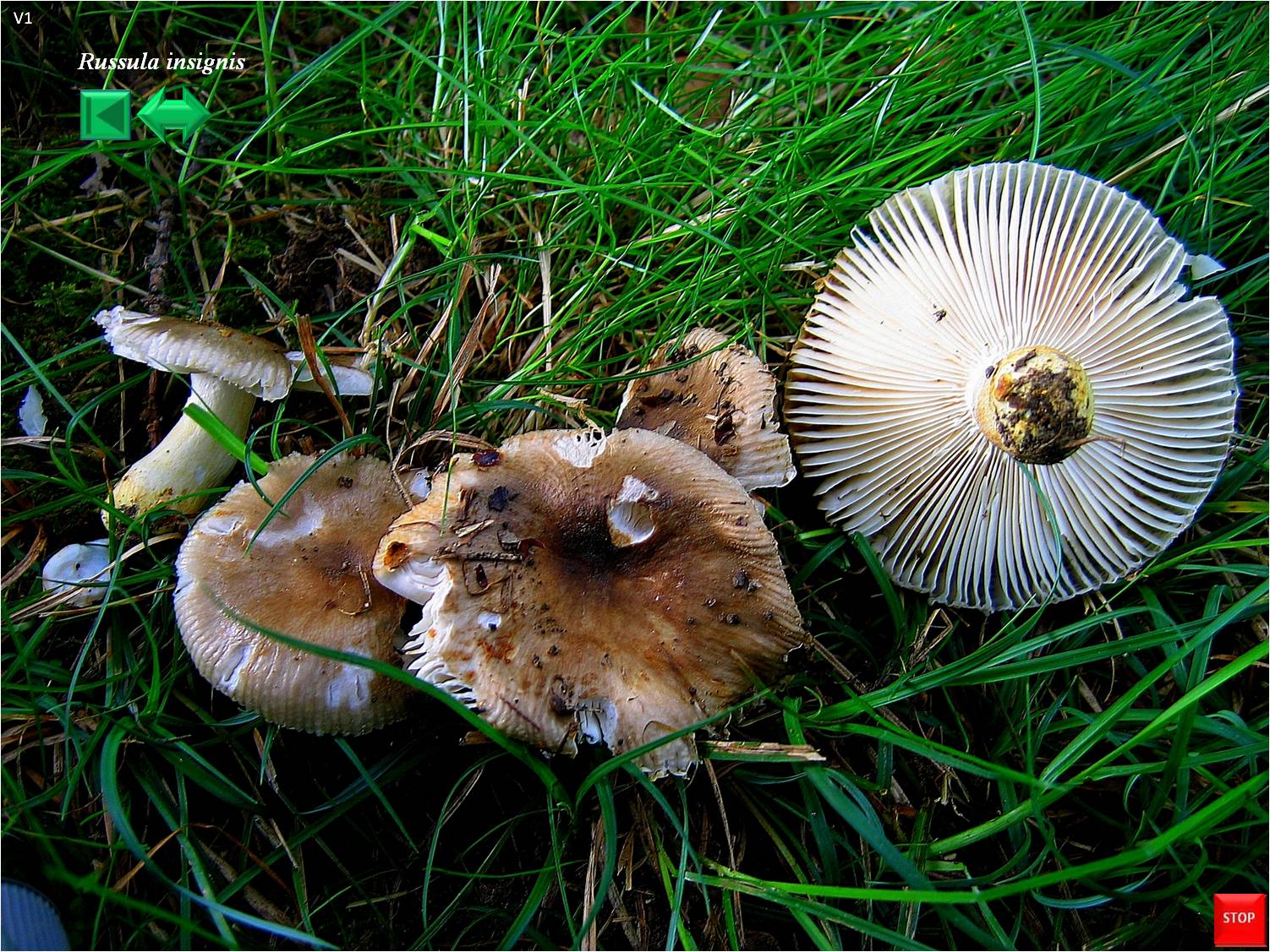 Russula insignis