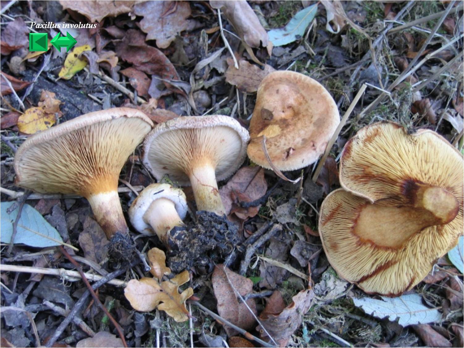 Paxillus involutus