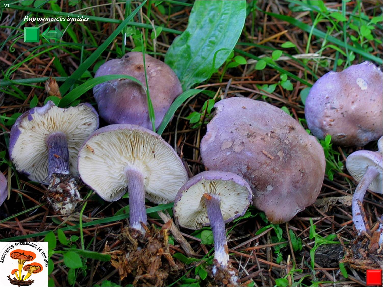 Rugosomyces ionides