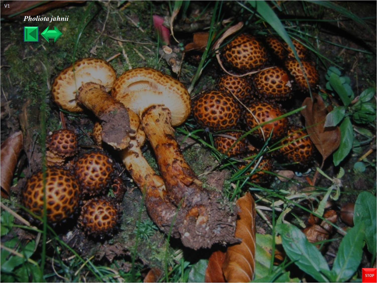 Pholiota jahnii
