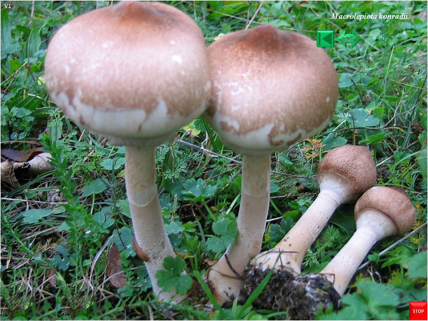 Macrolepiota konradii