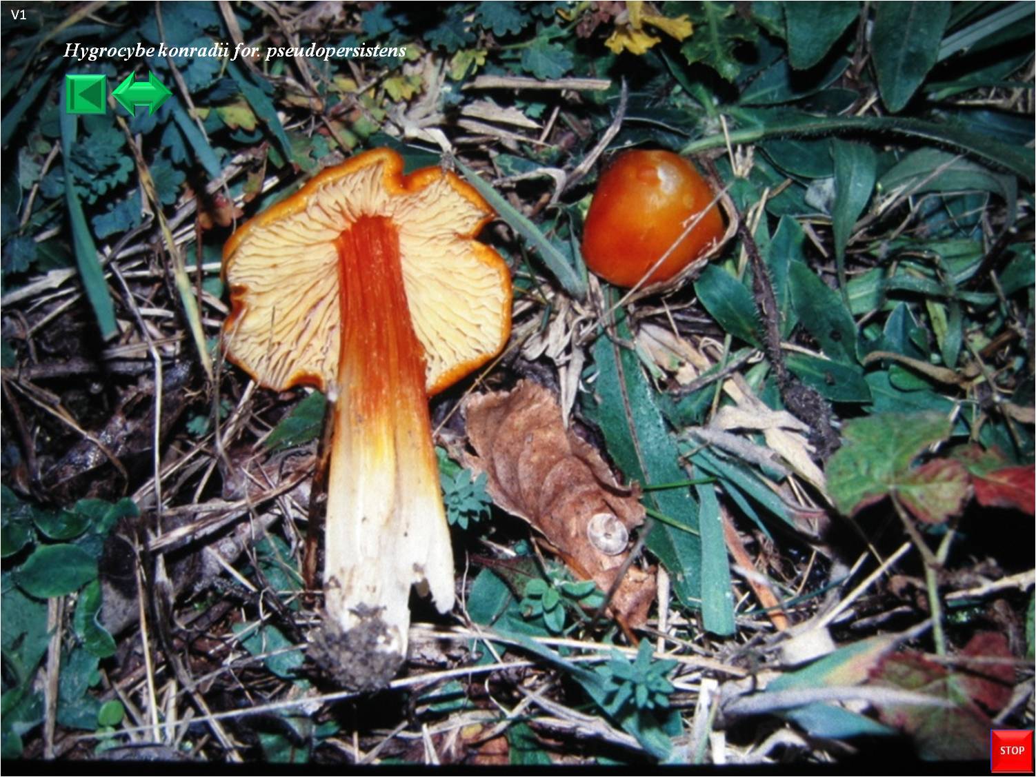 Hygrocybe konradii