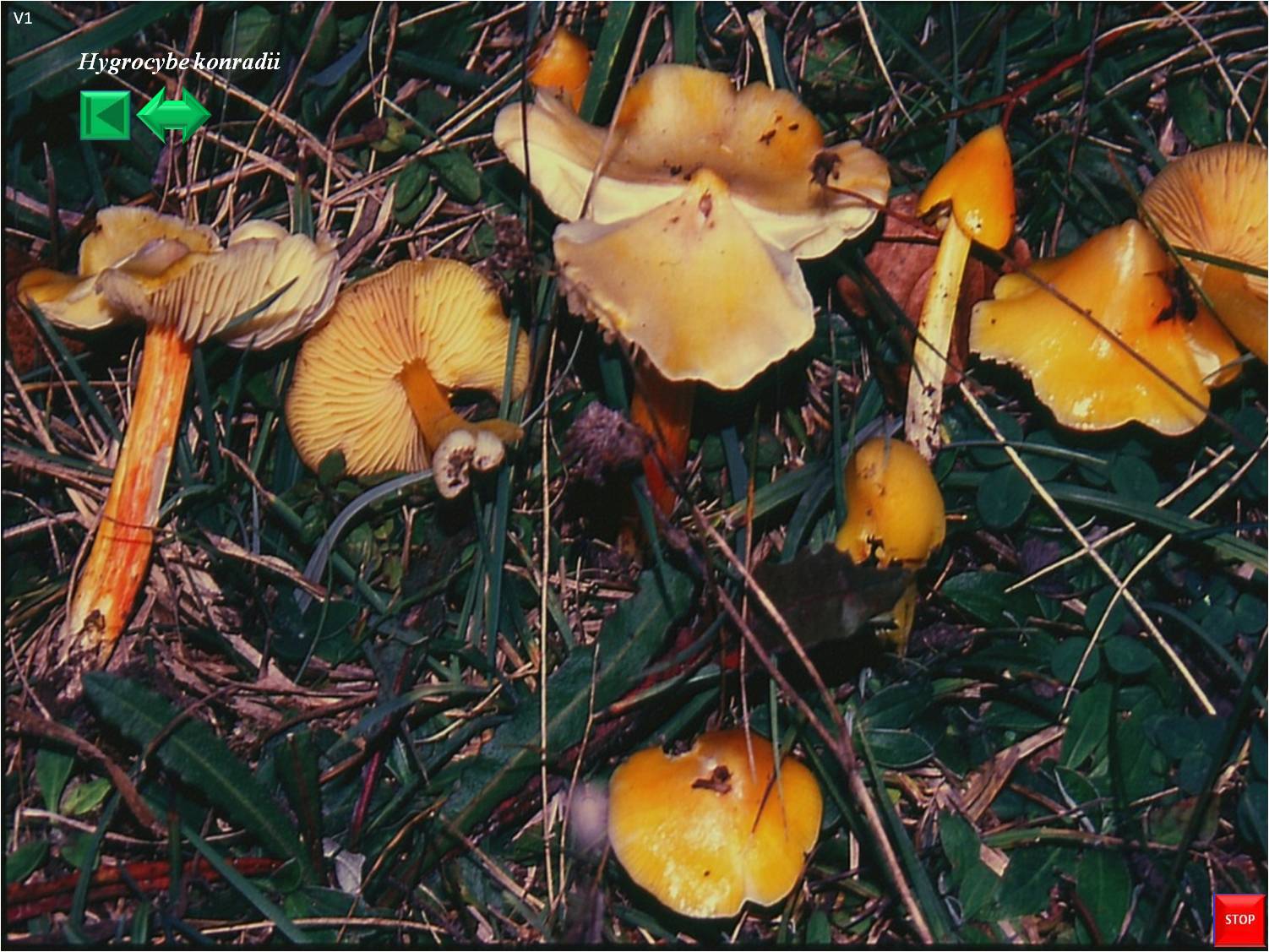 Hygrocybe konradii