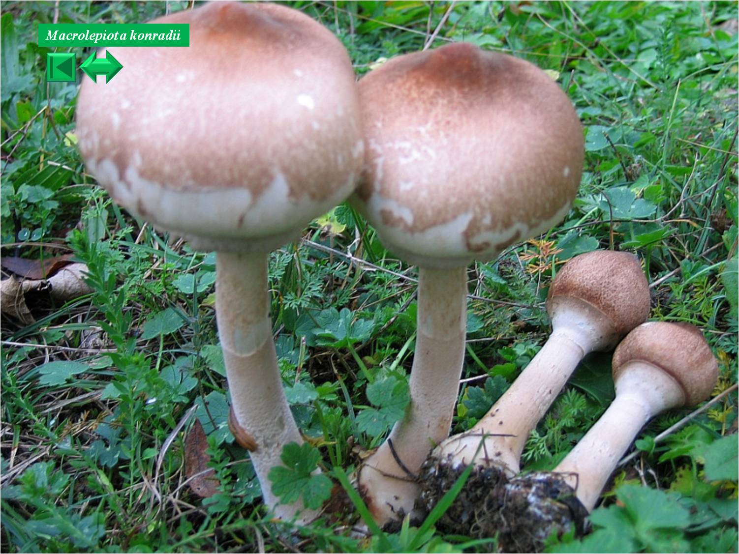 Hygrocybe konradii