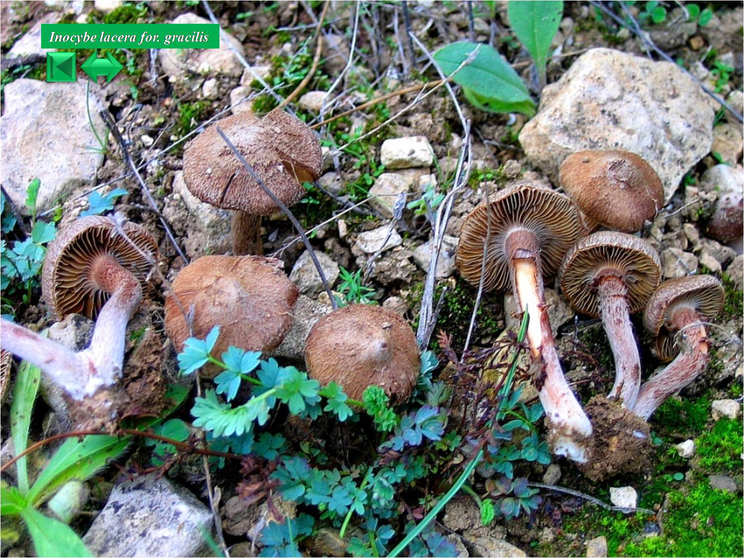 Inocybe calamistrata