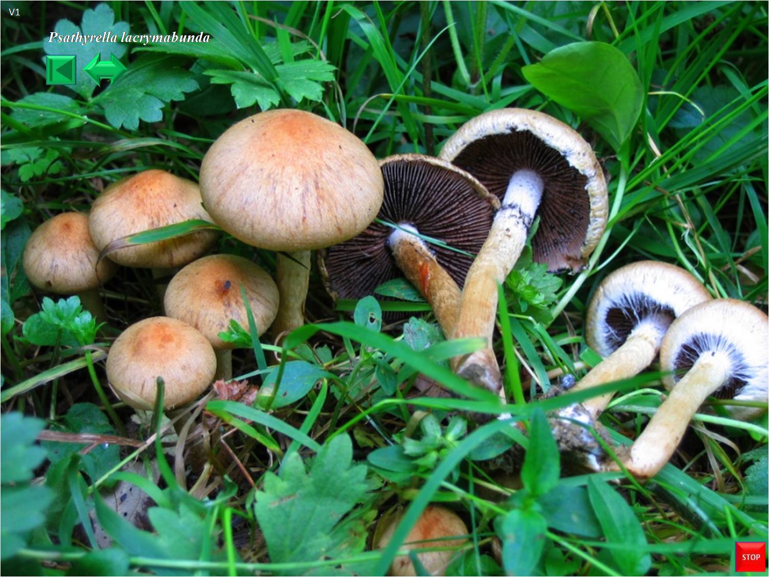 Psathyrella lacrymabunda
