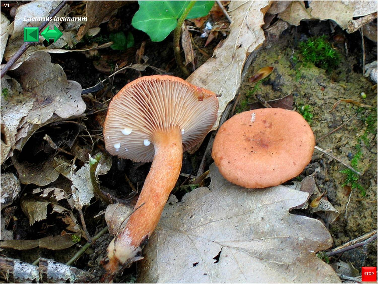 Lactarius lacunarum