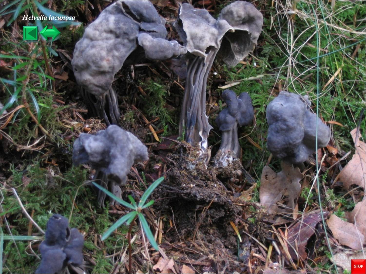 Helvella lacunosa