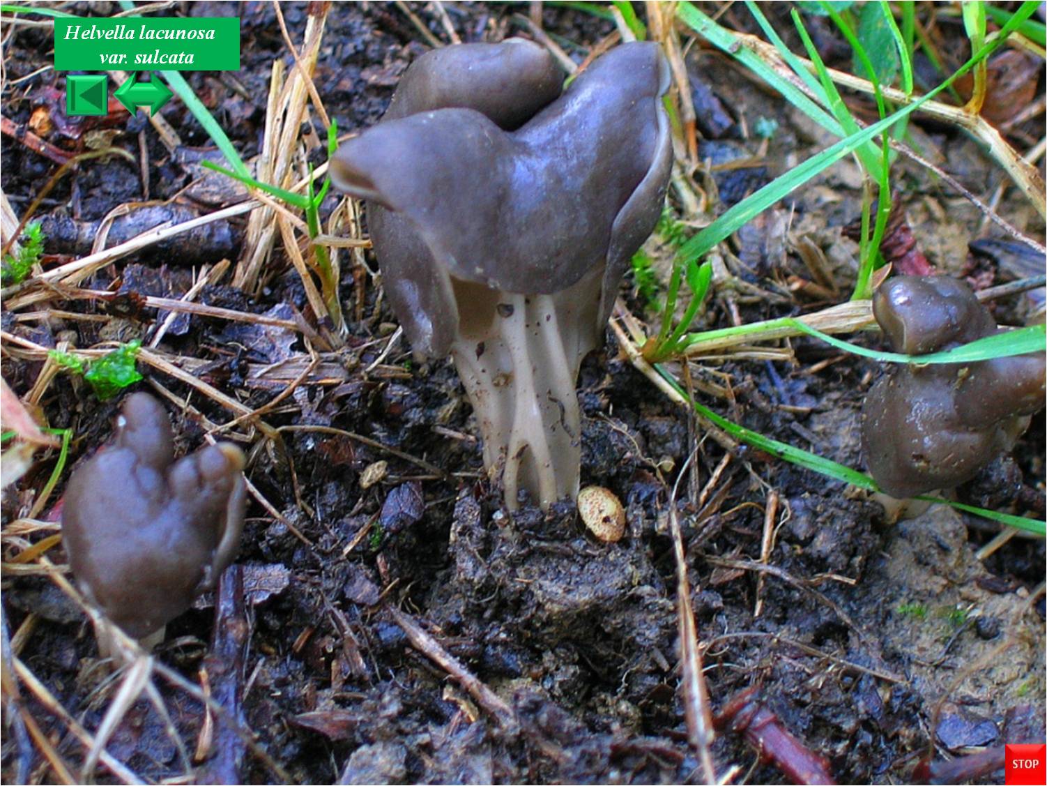Helvella sulcata