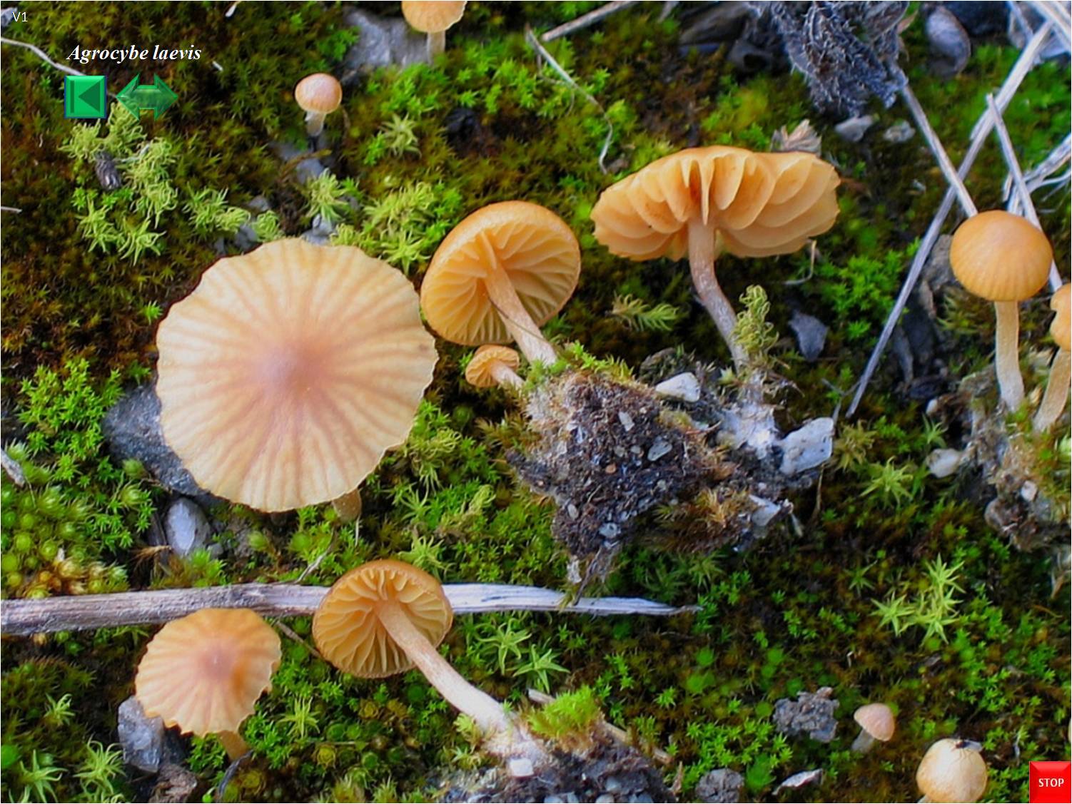 Galerina laevis