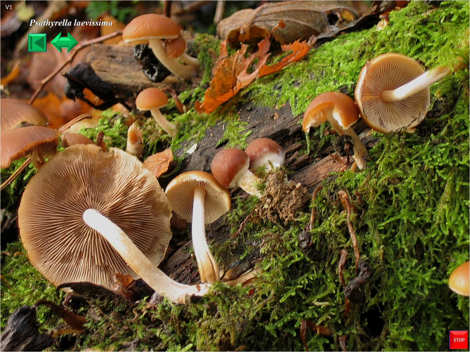 Psathyrella laevissima