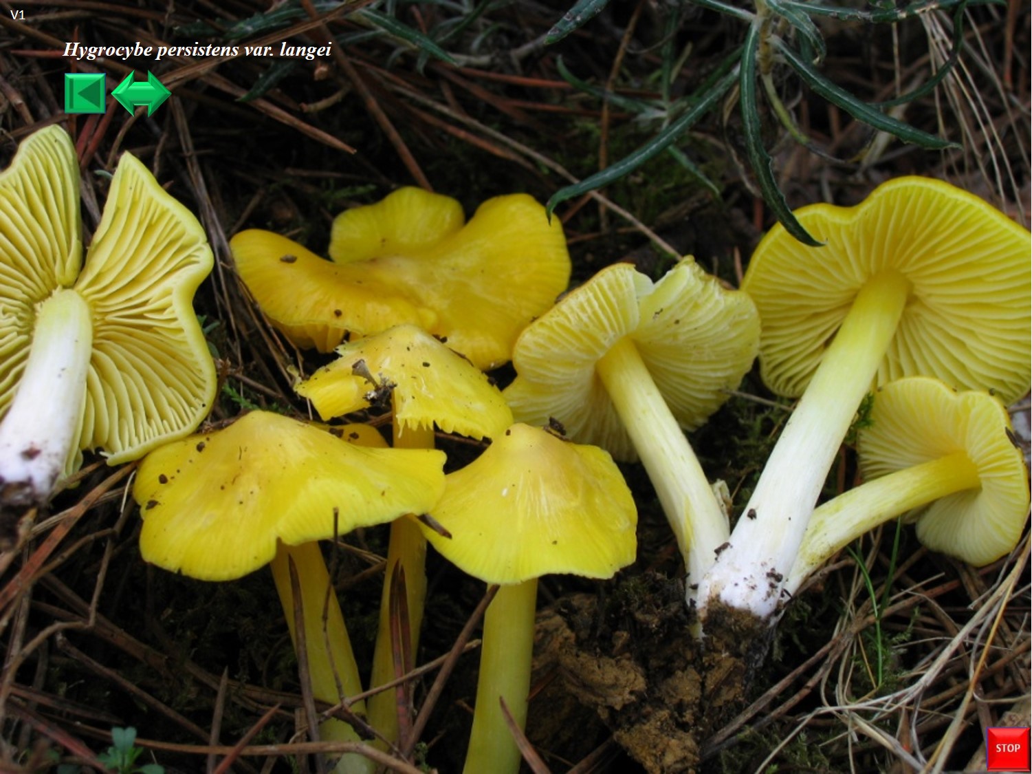 Agaricus langei