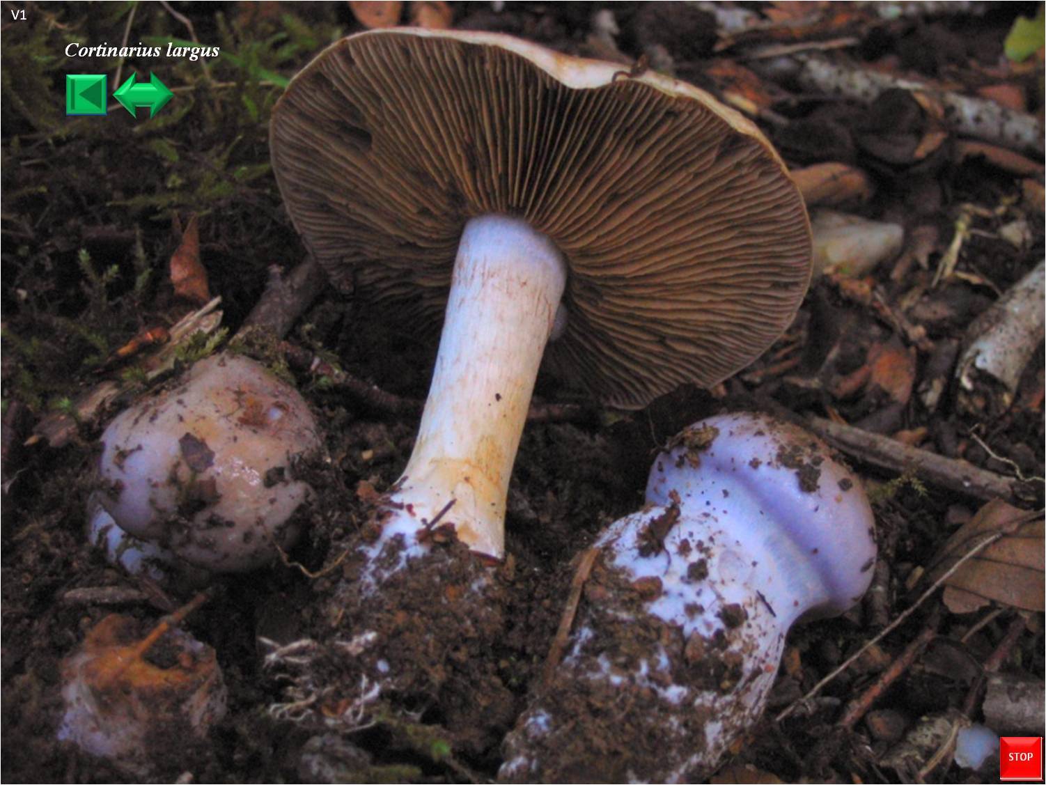 Cortinarius infractus