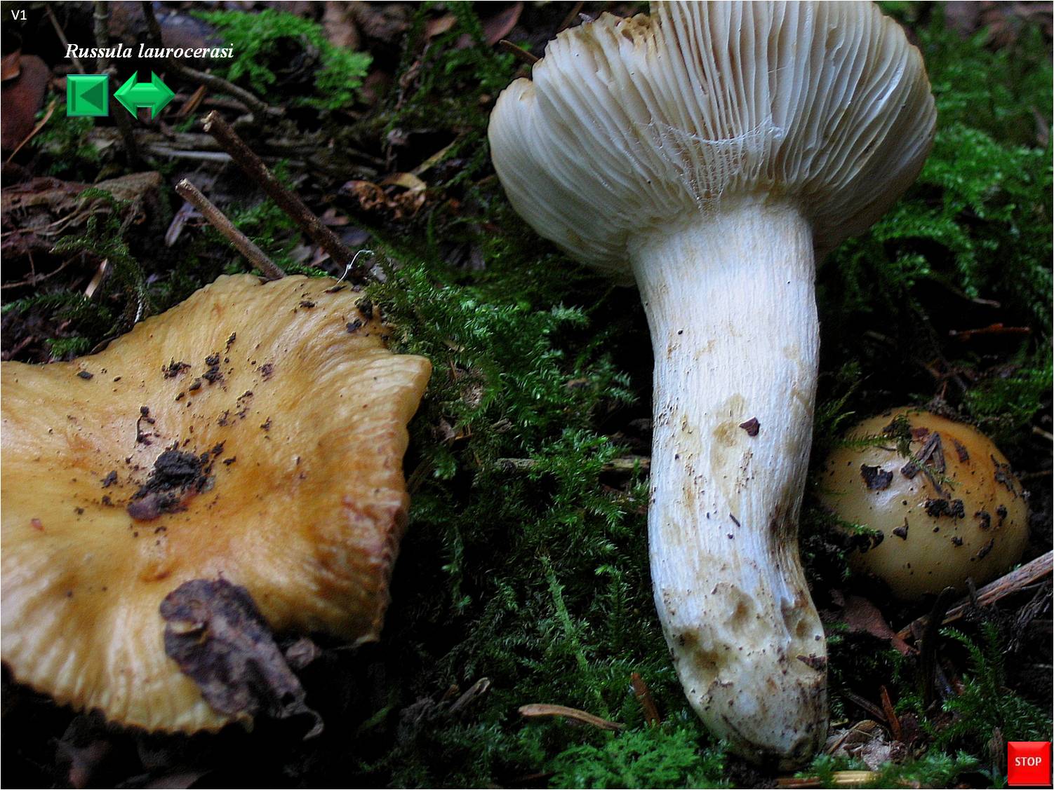 Russula fragrans