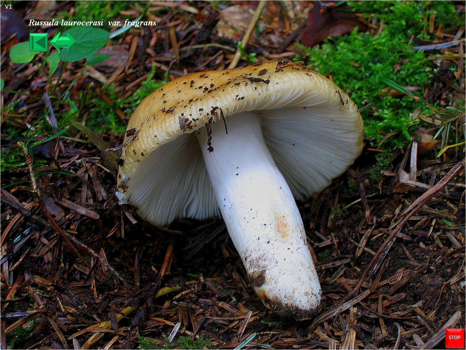 Russula fragrans