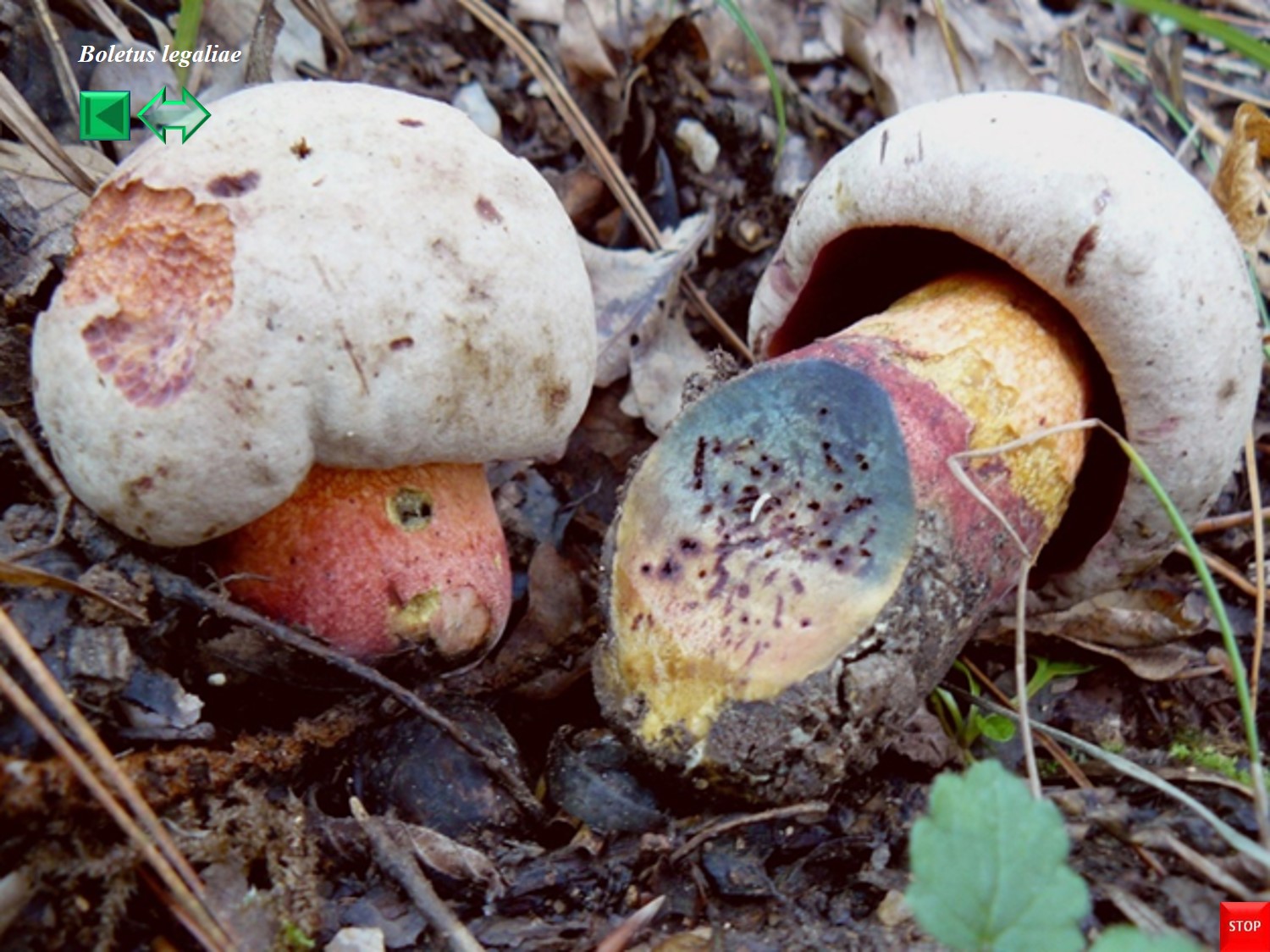 Boletus legaliae