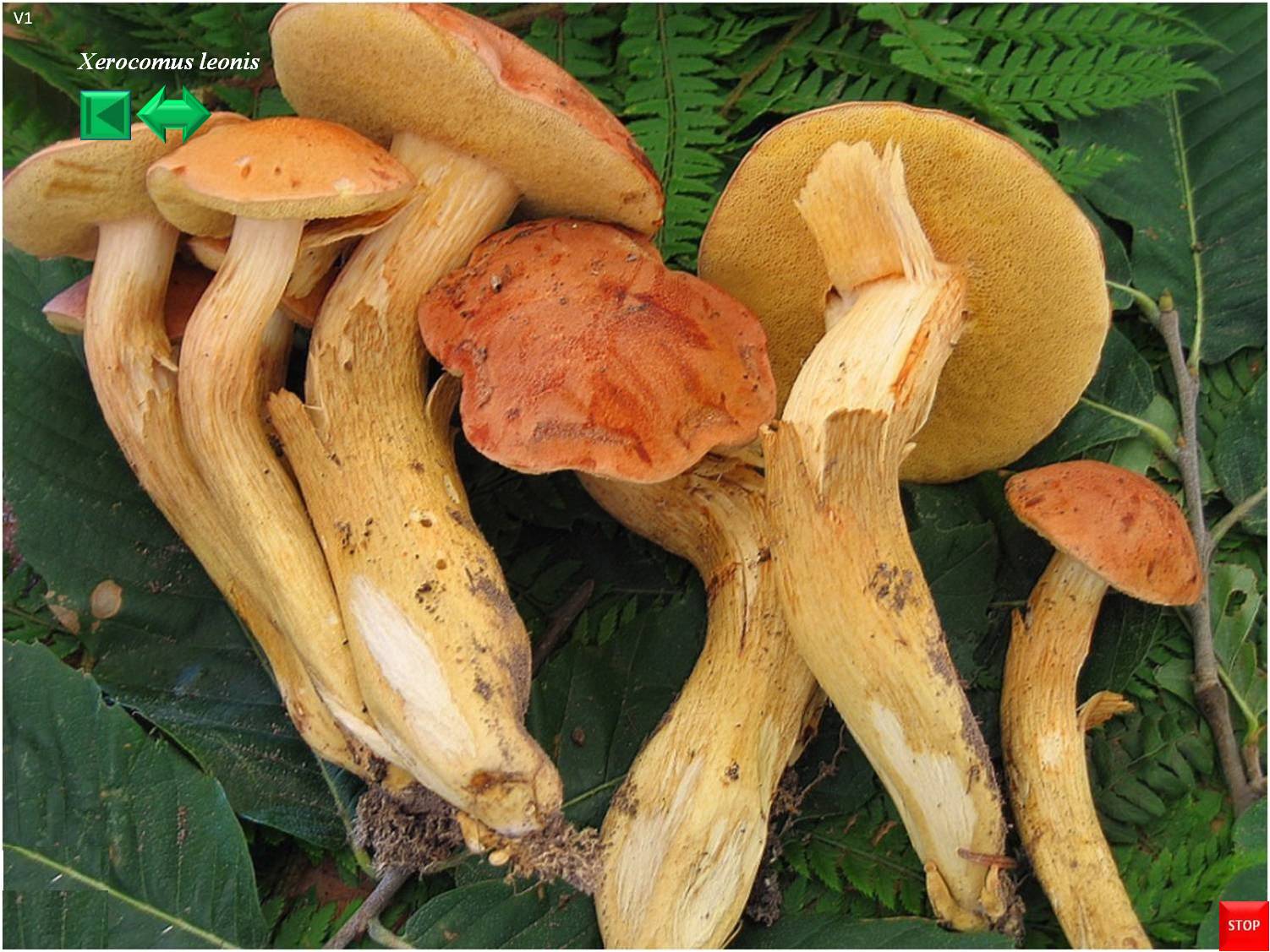 Xerocomus leonis