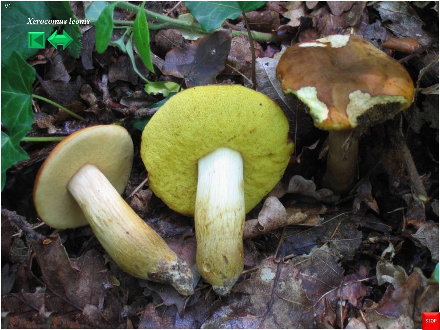 Xerocomus leonis