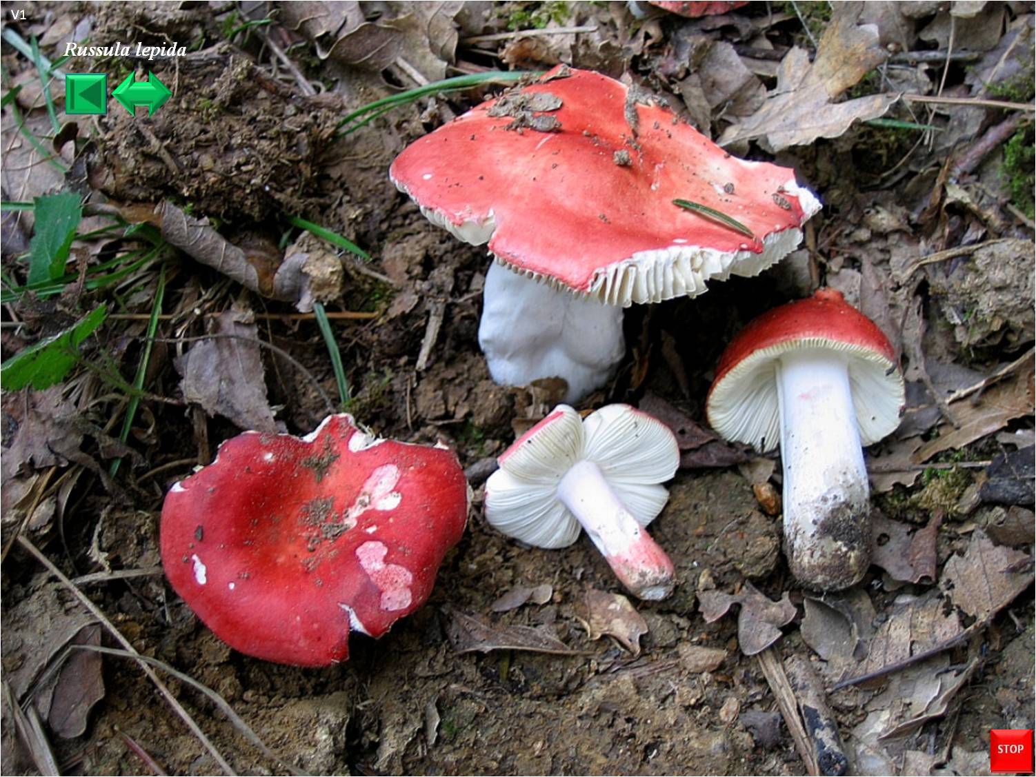 Russula lepida