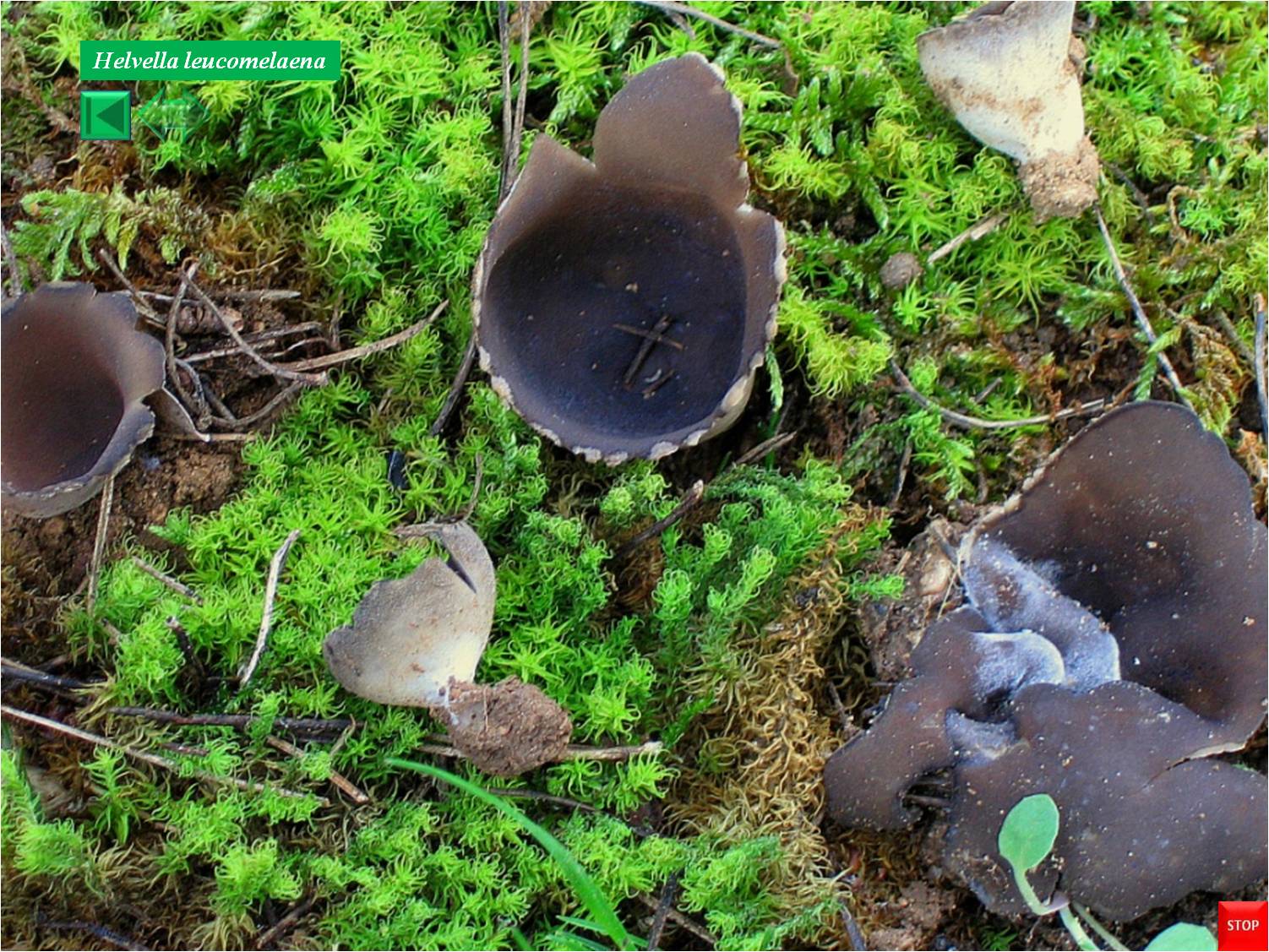Helvella leucomelaena