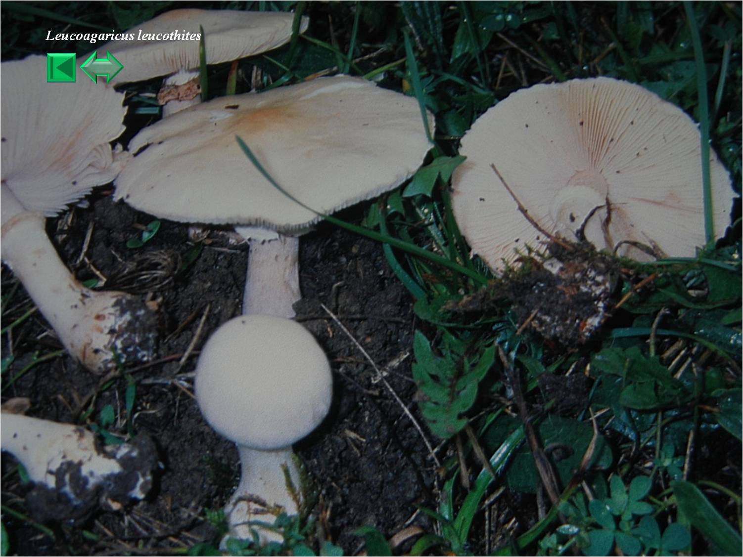 Leucoagaricus leucothites