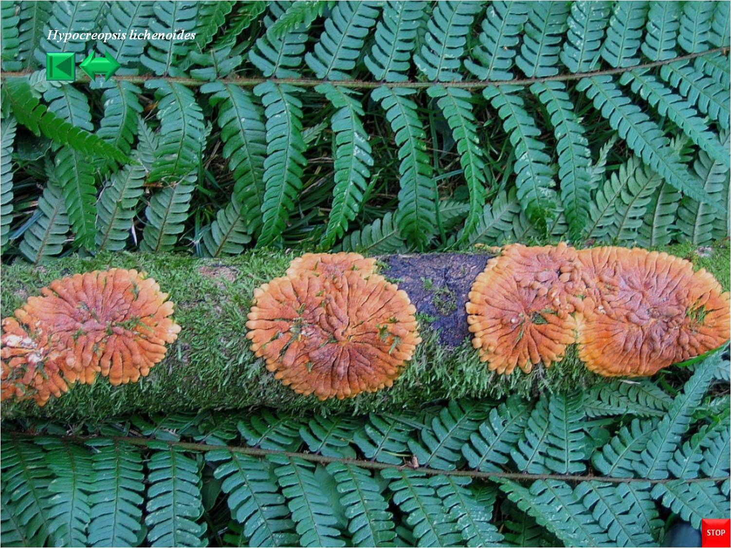 Hypoxylon fragiforme
