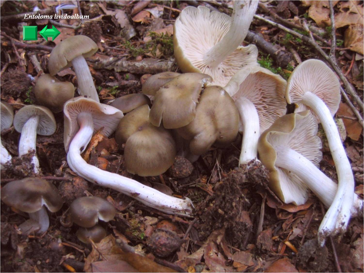 Entoloma lividoalbum