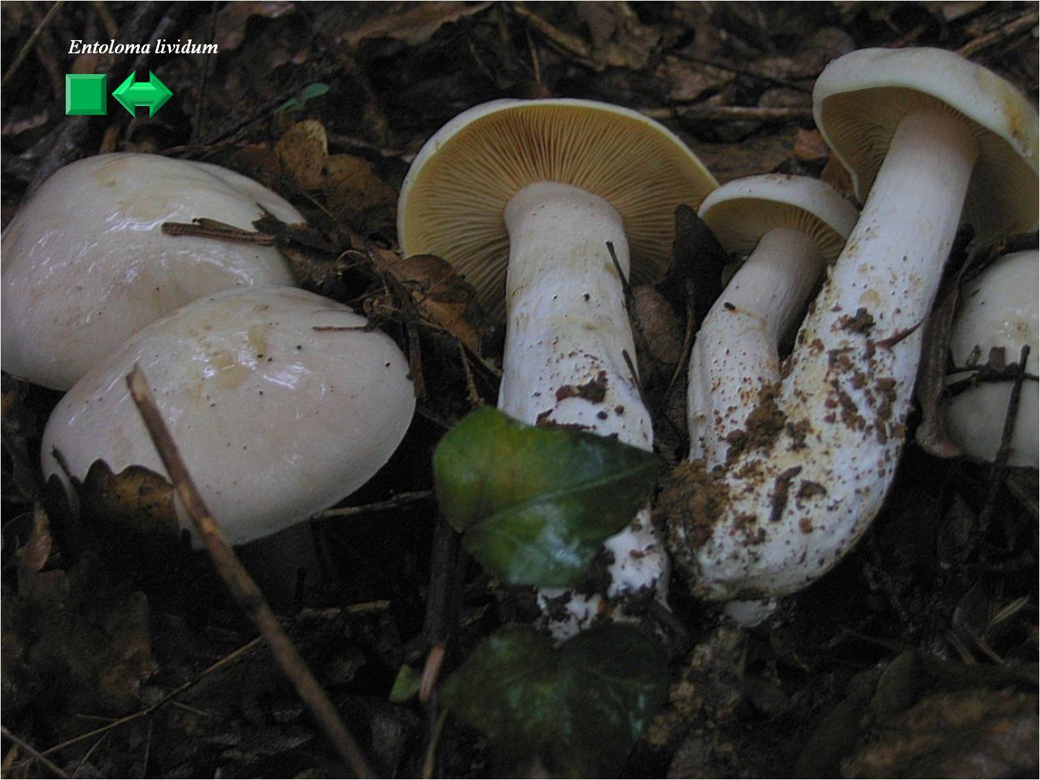 Entoloma aprile