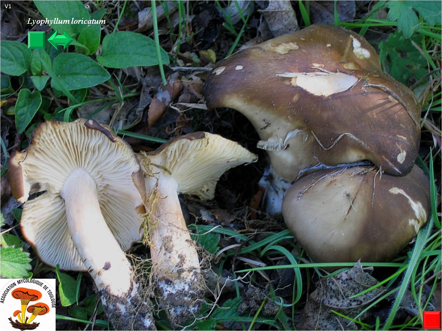 Lyophyllum loricatum