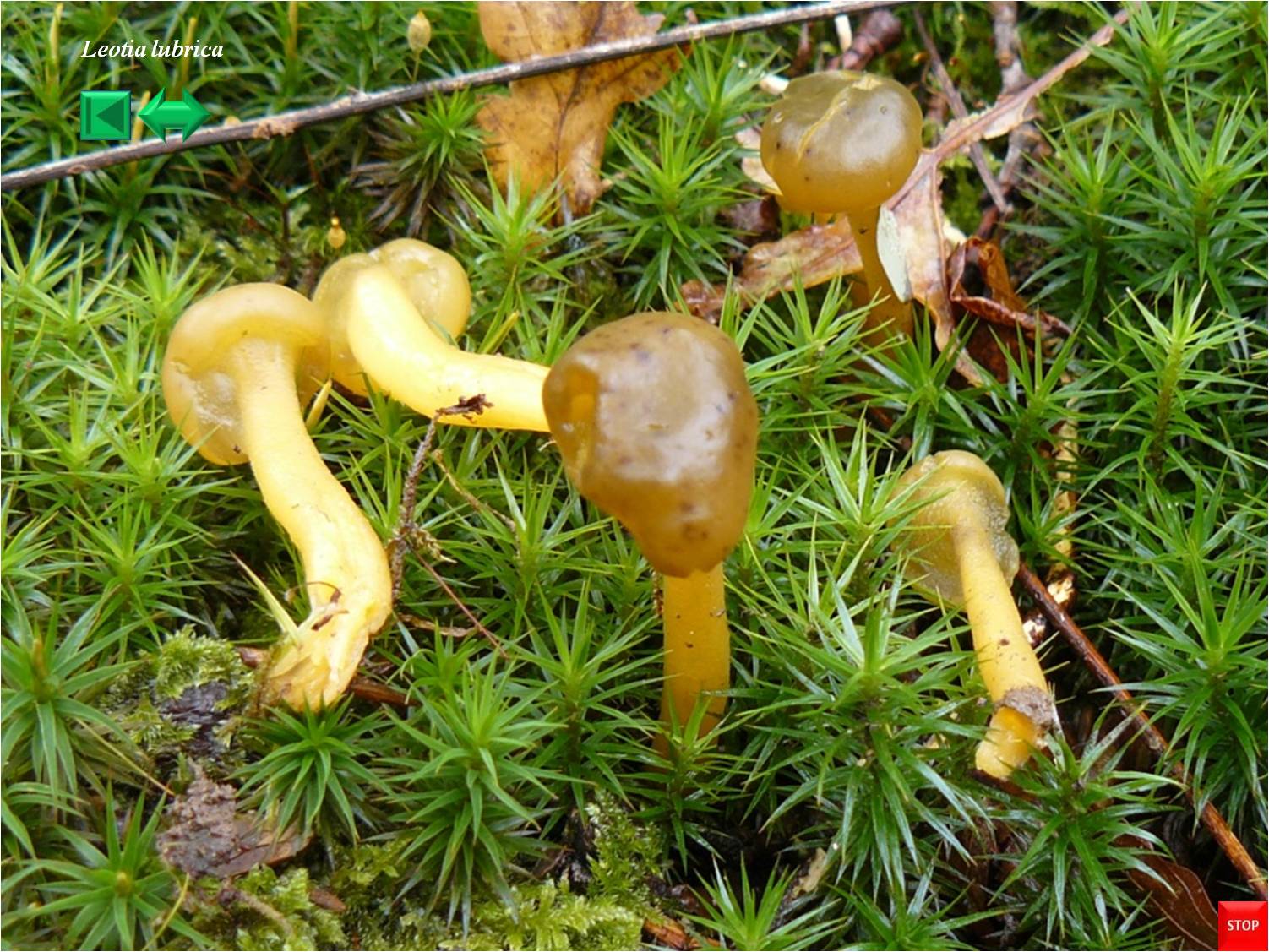 Leotia lubrica