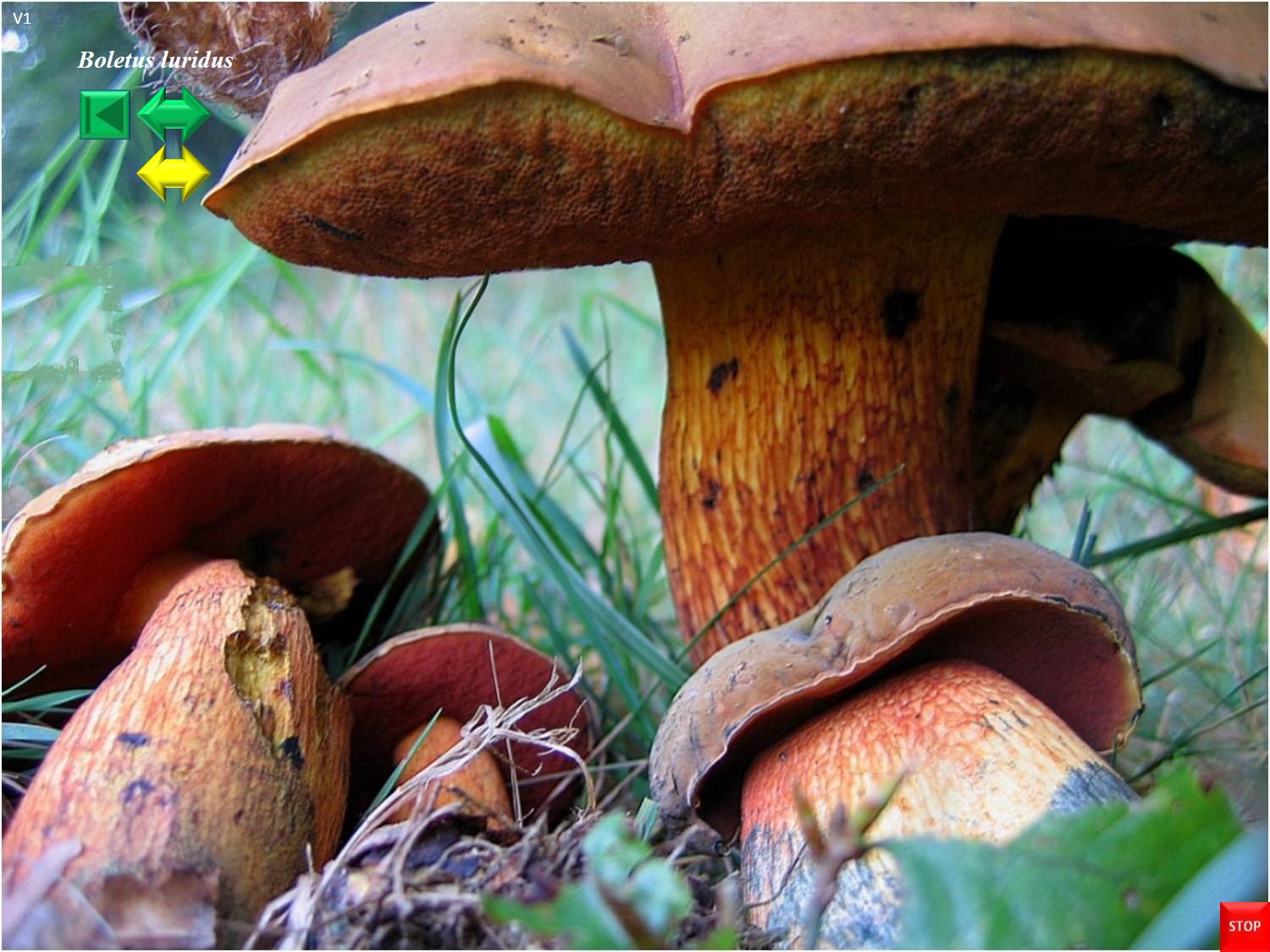 Boletus luridus