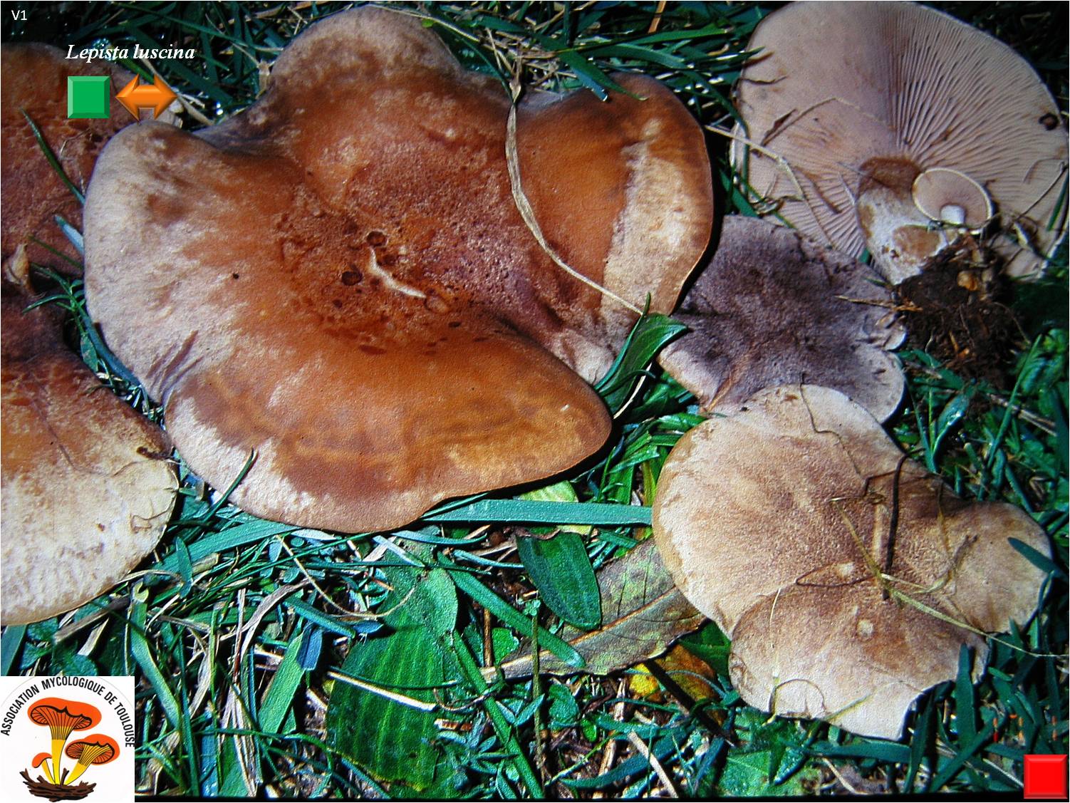 Lepista luscina