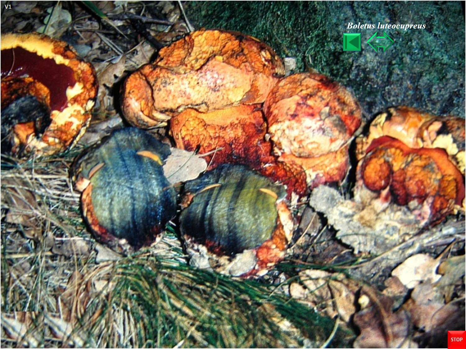 Boletus luteocupreus