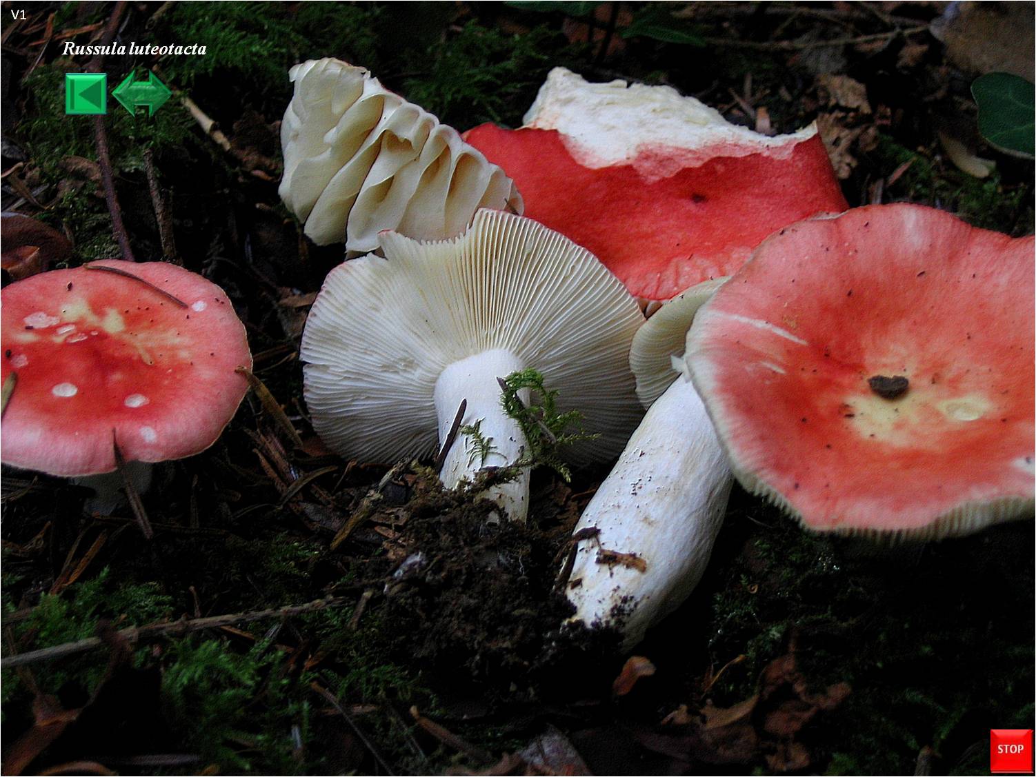 Russula luteotacta