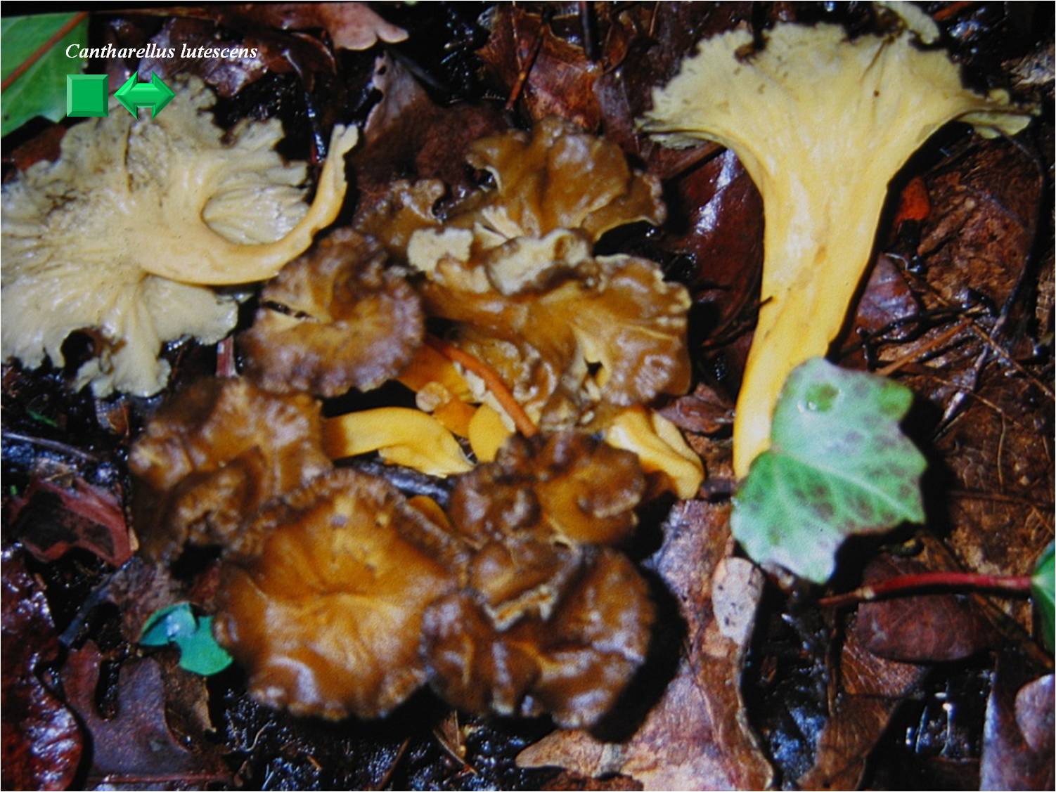 Cantharellus lutescens