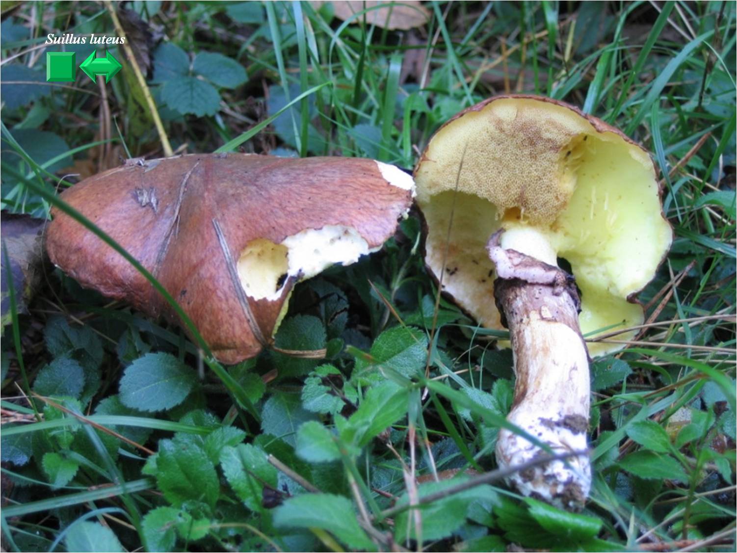 Suillus luteus